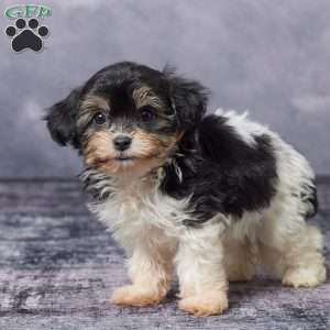 Cally, Havachon Puppy